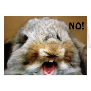 MAD RABBIT DICE "NO" NO PUEDES SER "50"