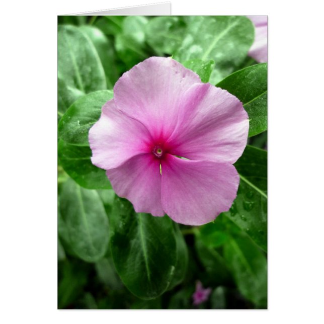 Madagascar Periwinkle- 'Bromista de leucemia' (Frente)