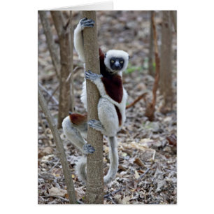 Madagascar, Reserva Ankarafantsika; Ampijoroa;