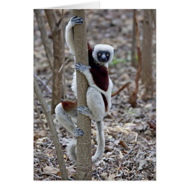 Madagascar, Reserva de Ankarafantsika; Ampijoroa; (Frente)