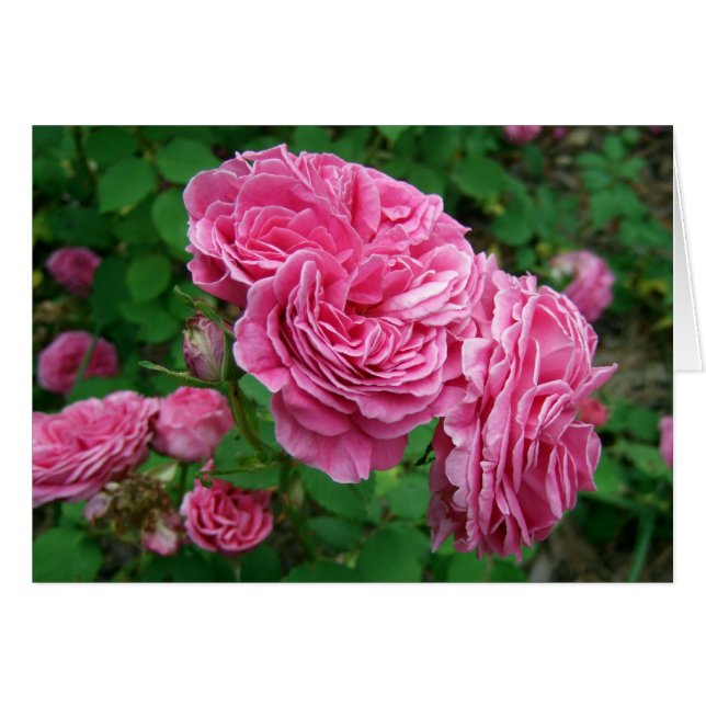 Madame Isaac Pereire (Anverso (Horizontal))