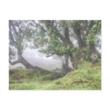 Madeira - Laurel en la postal de niebla