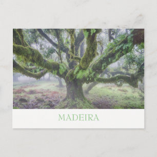 Madeira - Postal de árbol Laurel con texto