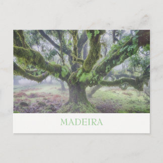 Madeira - Postal de árbol Laurel con texto