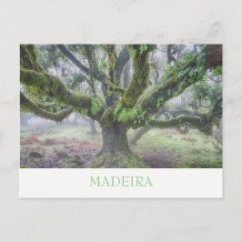Madeira - Postal de árbol Laurel con texto