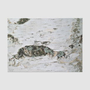 Madera de abedul de papel seda de la naturaleza