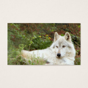 Madera o lobo gris