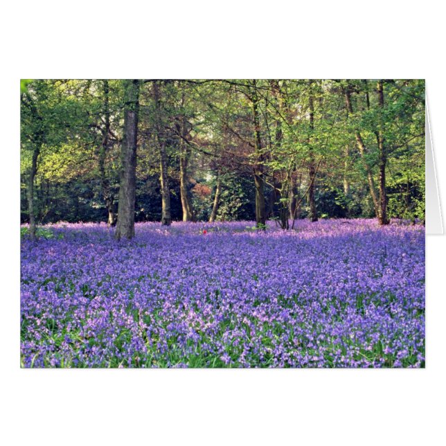 Maderas del Bluebell, flores de Inglaterra (Anverso (Horizontal))