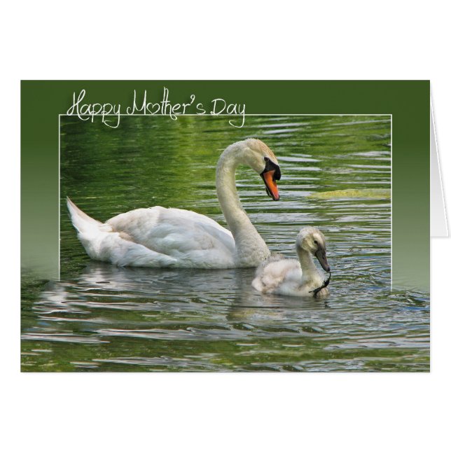 Madre Cisne con Cygnet (Anverso (Horizontal))