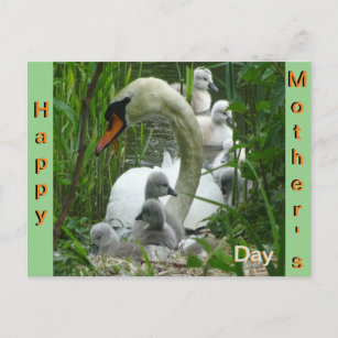 Madre Cisne con tarjeta postal del Día de la Madre