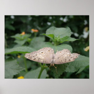 Madre De La Impresión De La Mariposa De La Perla