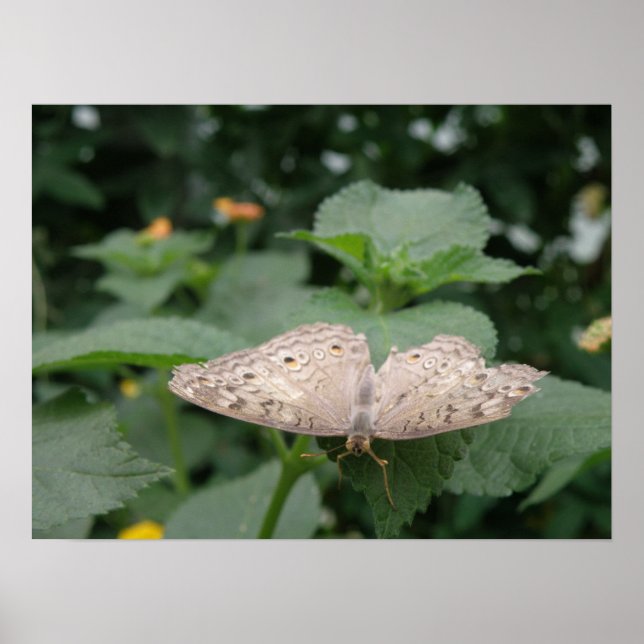 Madre De La Impresión De La Mariposa De La Perla (Frente)