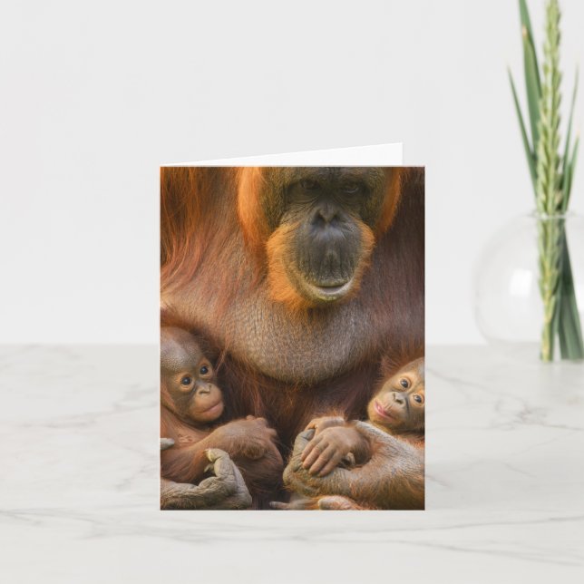 Madre de Orangutan sosteniendo dos bebés (Anverso)