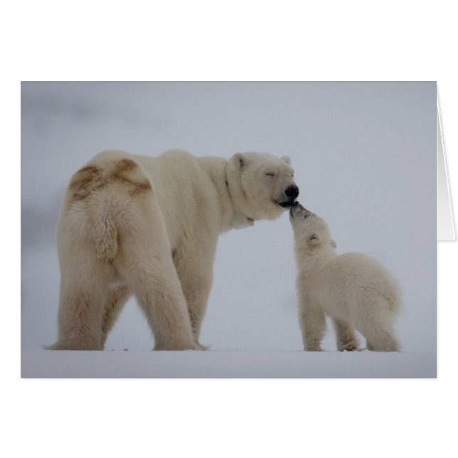Madre del oso polar con cachorro (Anverso (Horizontal))