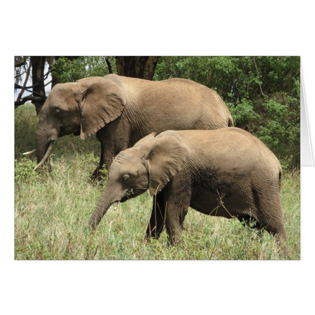 Madre elefante y ternera (Anverso (Horizontal))