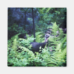 Madre Turquía en el imán de los fernés