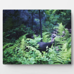 Madre Turquía en placa de ferrys