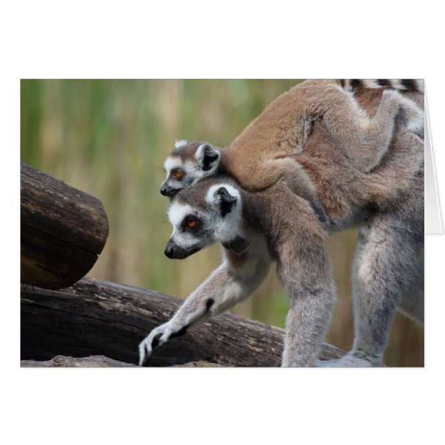Madre Y Bebé De Lemur De Canto (Anverso (Horizontal))