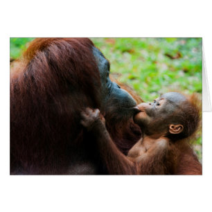 Madre y bebé de Orangután