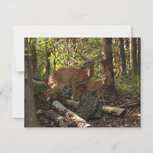 Madre y ciervo bebé en el Parque Nacional Shenando (Anverso)