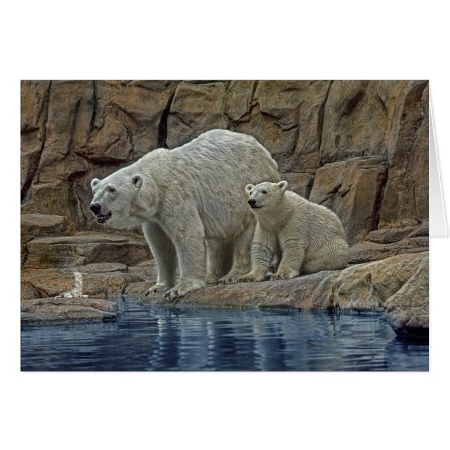 Madre y Cub del oso polar (Anverso (Horizontal))