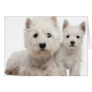 Madre y perrito de Westie