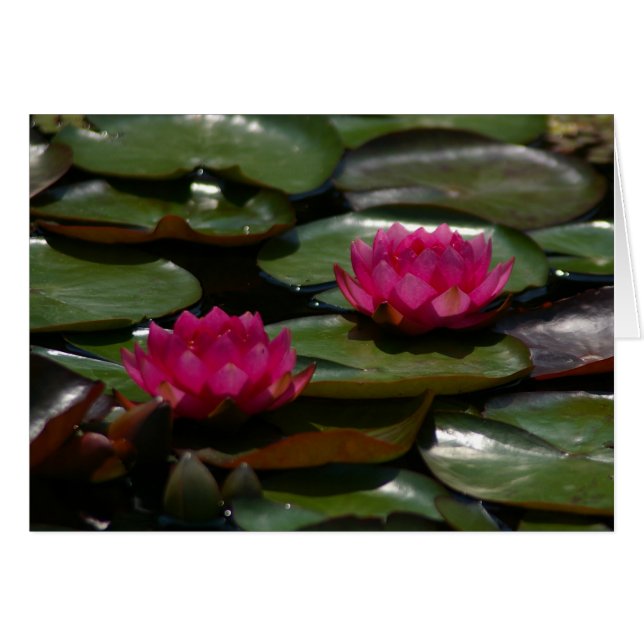 Magenta Lotus Waterlilies (Anverso (Horizontal))
