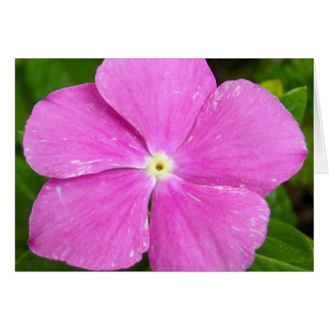 Magenta Madagascar periwinkle (Anverso (Horizontal))