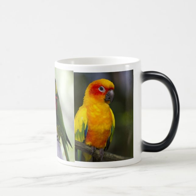 Mágica Loro y taza de Lorikeets (Derecha)