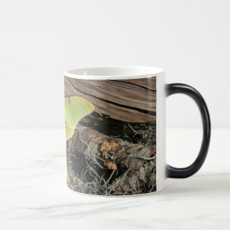 Mágica Polilla de Luna en una taza Morphing