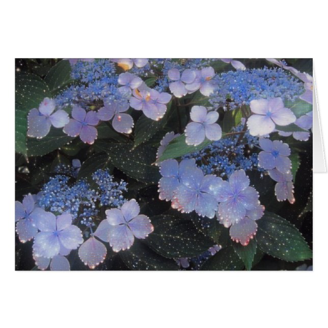 Magical Evening Hydrangea (Anverso (Horizontal))