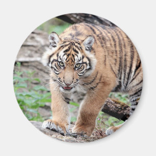 Magnet Photo tiger, animales 1. imán