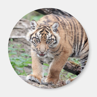 Magnet Photo tiger, animales 1. imán