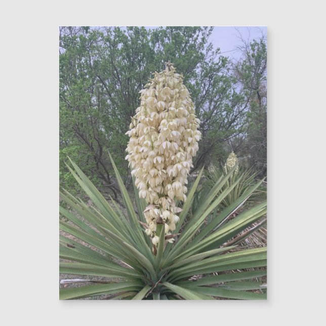 Magnet Yuccas en floración (Anverso)
