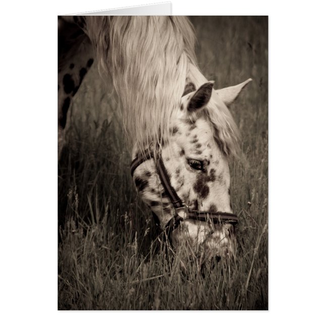 Magnífica belleza (Frente)