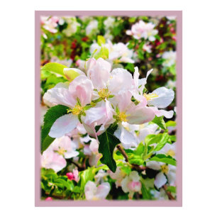 Magnífica foto de Malus asiatica