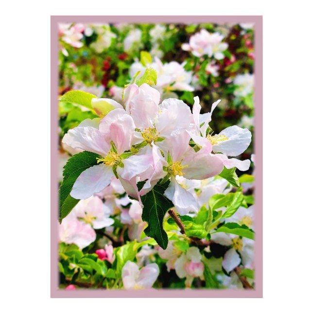 Magnífica foto de Malus asiatica (Frente)