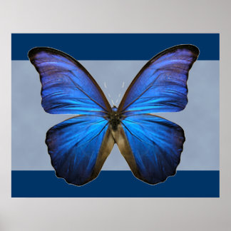 Magnífica impresión de mariposa morfa azul