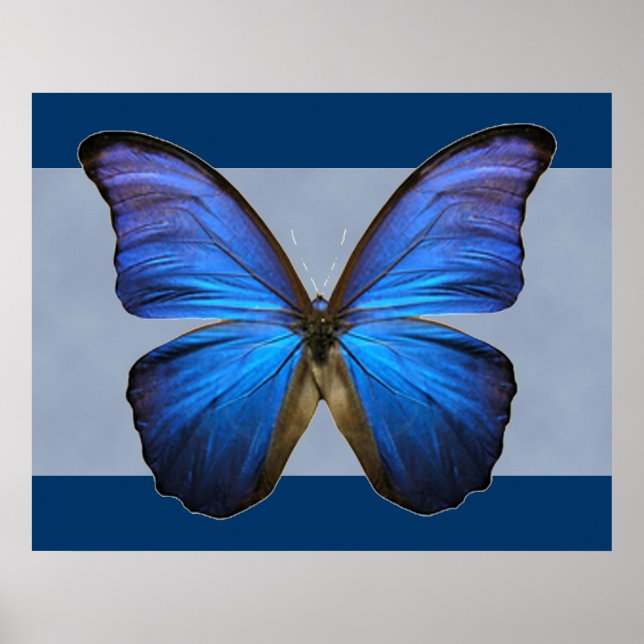 Magnífica impresión de mariposa morfa azul (Frente)