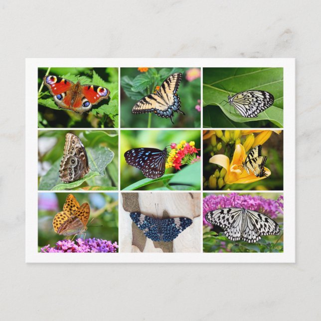 Magnífica postal de Collage Butterflies (Anverso)