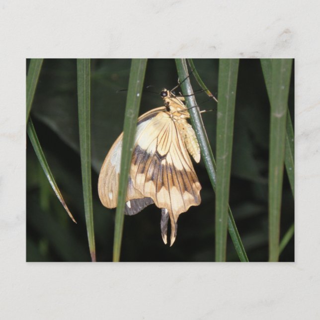 Magnífica postal de Moth (Anverso)