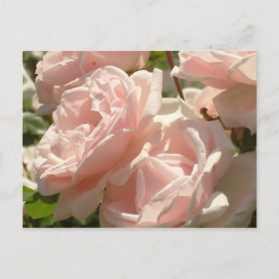 Magnífica postal de Rosas