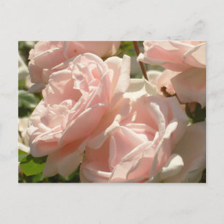 Magnífica postal de Rosas