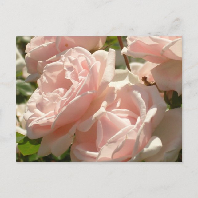 Magnífica postal de Rosas (Anverso)