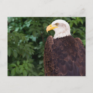 Magnífica postal del águila