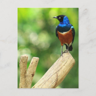 Magnífica postal estelar