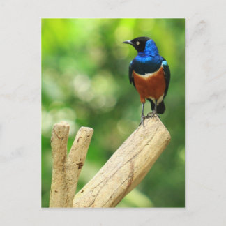 Magnífica postal estelar