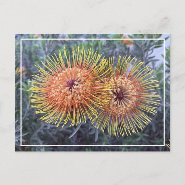 Magnífica postal floral Naranja y proteas amarilla (Anverso)