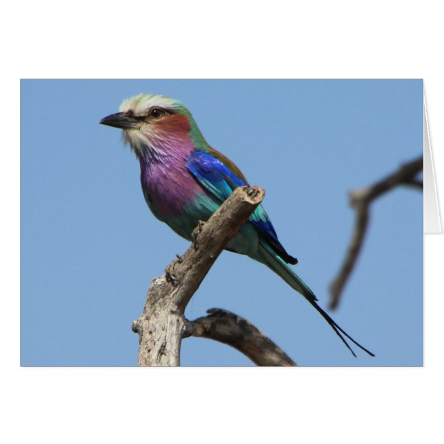 Magnífica tarjeta de aves (Anverso (Horizontal))