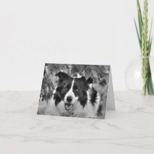 Magnífica tarjeta de cumpleaños Collie